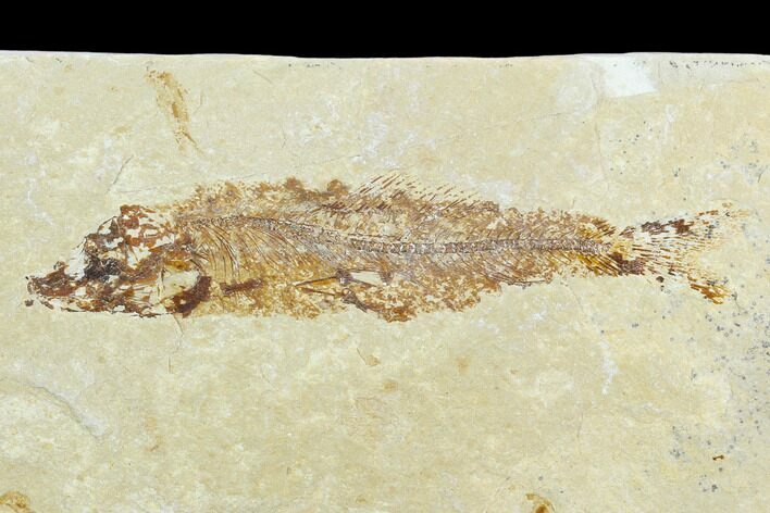 Cretaceous Fossil Fish (Hajulia) - Lebanon #124009